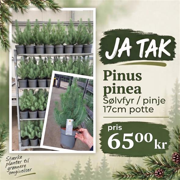 Pinus pinea