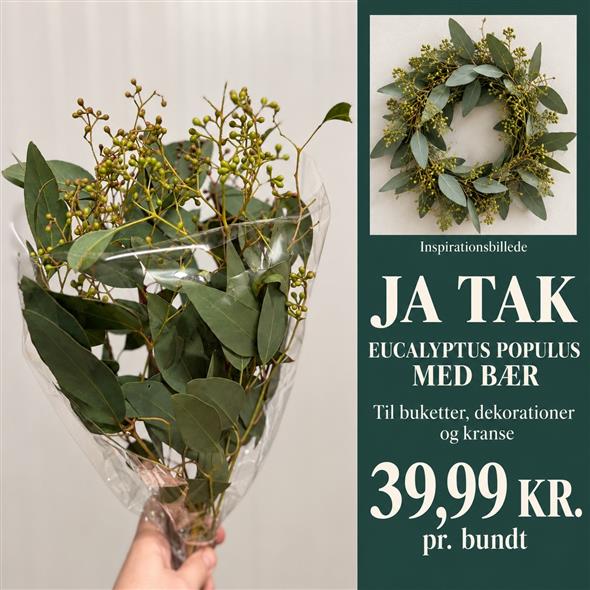 Eukalyptus bundt